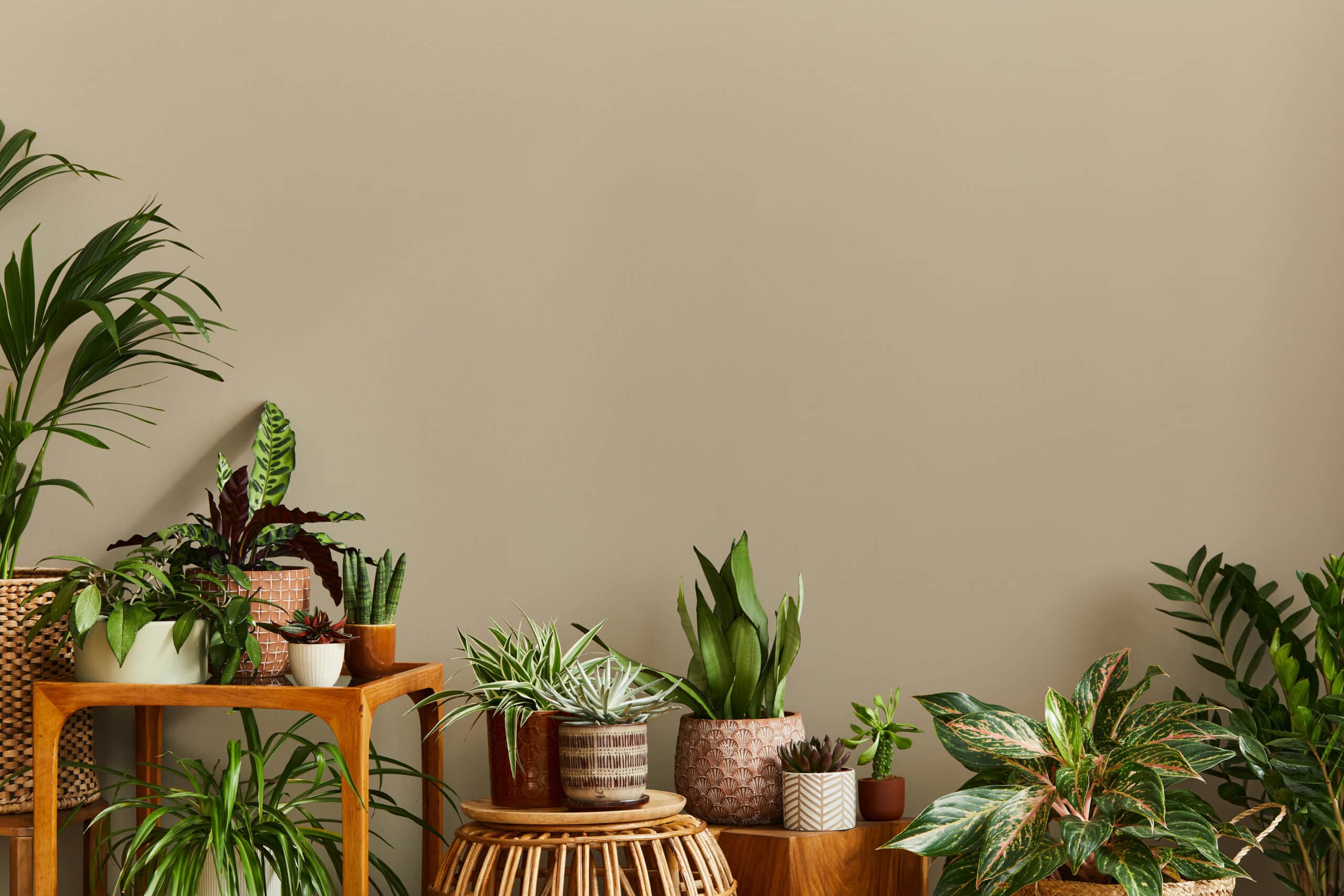 Wall Color That Suits Your Indoor Plants  Nix Sensor